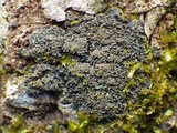 Pannaria conoplea image