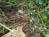 Xylaria polymorpha image