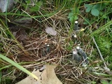 Xylaria polymorpha image