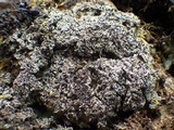 Bilimbia sabuletorum image