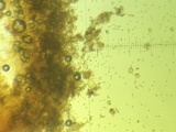 Flammulaster erinaceellus image
