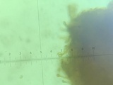 Flammulaster erinaceellus image