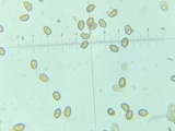 Flammulaster erinaceellus image