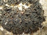 Collema fuscovirens image