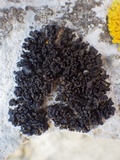 Collema polycarpon image