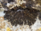 Collema flaccidum image