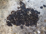 Collema flaccidum image