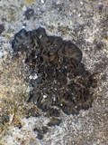 Collema flaccidum image
