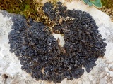 Blennothallia crispa image