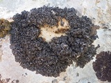 Blennothallia crispa image