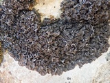 Blennothallia crispa image