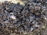 Blennothallia crispa image