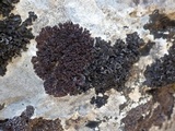 Blennothallia crispa image