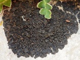 Blennothallia crispa image