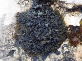 Lathagrium cristatum image