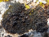 Lathagrium cristatum image