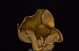 Peziza phyllogena image