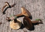 Lactarius lignyotus image