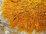 Xanthoria aureola image