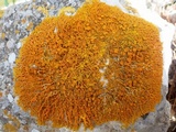 Xanthoria aureola image