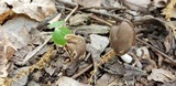 Helvella elastica image