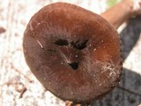 Lactarius lignyotus image