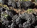 Jackrogersella multiformis image