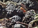 Jackrogersella multiformis image