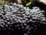 Jackrogersella multiformis image