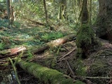 Jackrogersella multiformis image