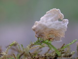 Arrhenia retiruga image