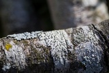 Sphinctrina tubiformis image