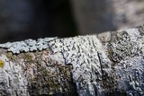 Sphinctrina tubiformis image