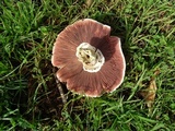 Agaricus californicus image