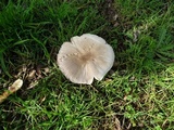 Agaricus californicus image