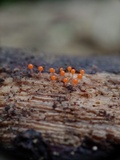 Trichia decipiens image