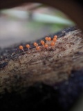 Trichia decipiens image
