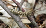 Arthrophaga myriapodina image