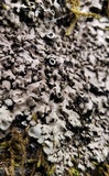 Phaeophyscia rubropulchra image