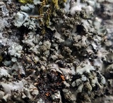 Phaeophyscia rubropulchra image