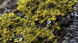 Candelaria concolor image