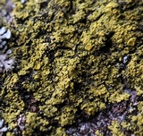 Candelaria concolor image