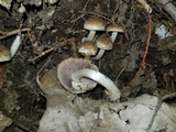 Psathyrella subamara image