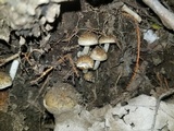 Psathyrella subamara image
