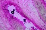 Psathyrella subamara image