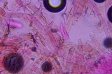 Psathyrella subamara image