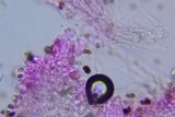Psathyrella subamara image
