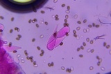 Psathyrella subamara image