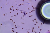 Psathyrella subamara image