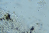 Psathyrella subamara image